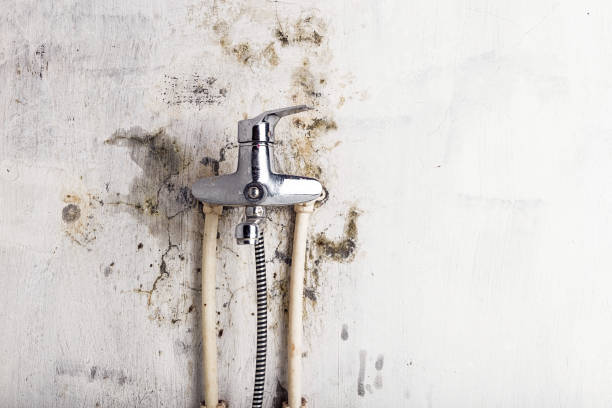 Best Black Mold Removal  in Plattsburgh West, NY