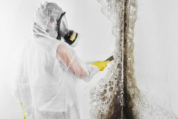 Trusted Plattsburgh West, NY Mold Removal Experts