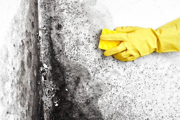 Best Toxic Mold Removal  in Plattsburgh West, NY