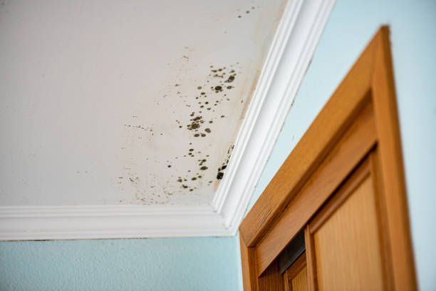 Best Certified Mold Removal  in Plattsburgh West, NY