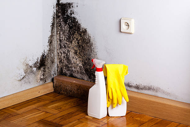 Best Residential Mold Removal  in Plattsburgh West, NY