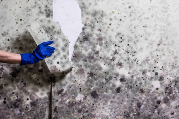 Best Commercial Mold Removal  in Plattsburgh West, NY